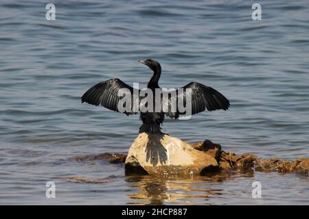 Petit Cormorant avec ailes répandues, Microcarbo niger, Kolhapur, Maharashtra, inde Banque D'Images