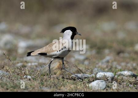 Rivière Lapwing, Vanellus duvaucelii, parc national Jim Corbett, Uttarakhand, Inde Banque D'Images