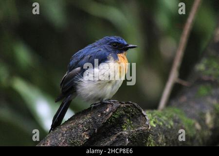 Flycatcher bleu de Tickell, Cyornis tickelliae, Kolhapur, Inde Banque D'Images