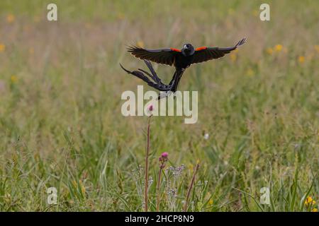 Oiseau large à queue longue - flottant dans le vent Banque D'Images