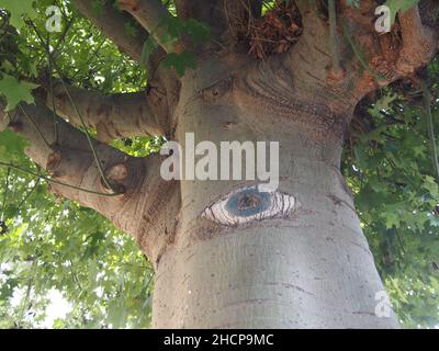 Un arbre avec un oeil peint (l'écorce de lacebarde Queensland). Banque D'Images