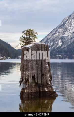 Un petit arbre pousse contre la chance de fixer des racines seules au milieu d'un lac.Petit arbre nouveau qui pousse hors du tronc d'arbre mort au milieu du protocole d'entente Banque D'Images