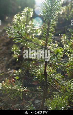 PIN auto-ensemencé, sous-croissance de 3-4 ans dans un matin de rosée.Photographie de contour Banque D'Images