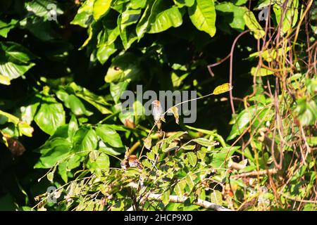 Amadina, la munia tachetée (Lonchura punctulata punctulata, paire) est elle se nourrit sur le bord de la forêt tropicale.Sri Lanka Banque D'Images