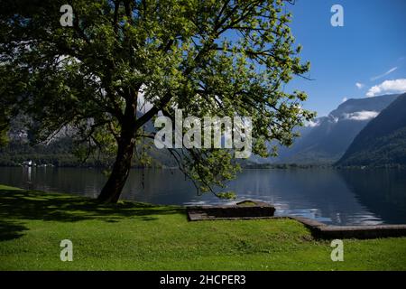 Image estivale idyllique avec un lac de baignade, un arbre et des montagnes Banque D'Images