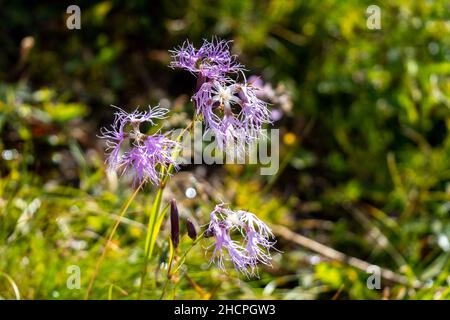 Cliché sélectif de fleurs roses bordées (Dianthus superbus) sur fond flou Banque D'Images
