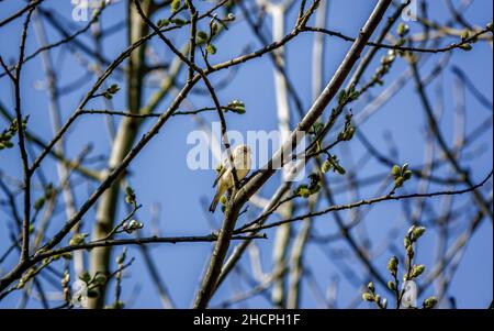 Paruline à saule (Phylloscopus trochilus) adulte se nourrissant dans un arbre sycomore (Acer pseudoplatanus) Banque D'Images