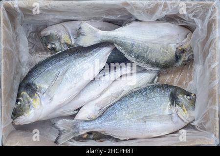 poisson de mer surgelé, doradas dans boîte carton Banque D'Images