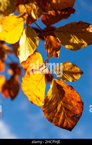 Feuilles de hêtre en contre-jour sur une journée ensoleillée. Banque D'Images