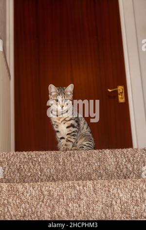 Un chaton de six mois assis sur la marche supérieure d'un escalier Banque D'Images