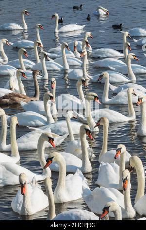 Angleterre, Dorset, Abbotsbury, Un bisou de cygnes muets à la couvée d'Abbotsbury Banque D'Images