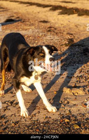 Un chien mixte avec beaucoup de collie frontière en lui attendant qu'un bâton soit jeté. Banque D'Images