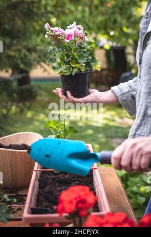 Femme tenant la plante de géranium et la pelle dans les mains.Jardinage au printemps.Plantation de fleurs de pélargonium rose dans le jardin Banque D'Images