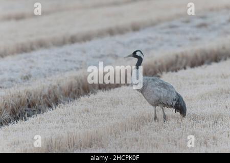 Grus Grus alimentation commune par grue européenne dans les rizières du sud de la France Banque D'Images