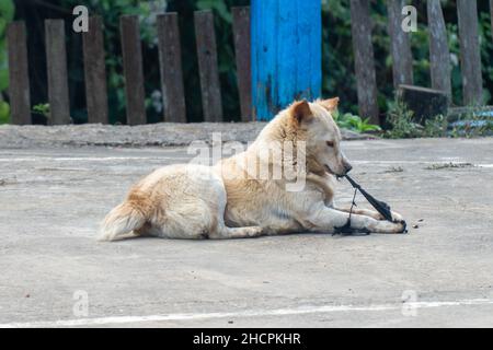 Des ragoûts de chien sur le terrain de la ruge dans le village de Huai Hillside, une région rurale du nord de la Thaïlande près de la frontière du Myanmar Banque D'Images