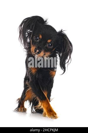 Russkiy Toy in front of white background Banque D'Images