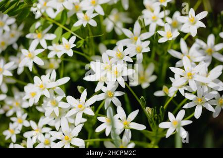 Profondeur de champ peu profonde (foyer sélectif) détails fleurs de nénuphars blanches (Zephyranthes candida, automne nénuphars, fleur de vent blanche). Banque D'Images