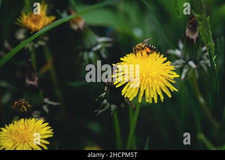 Profondeur de champ peu profonde (mise au point sélective) détails avec une abeille sur une fleur de pissenlit (Taraxacum) pendant une journée de printemps ensoleillée. Banque D'Images