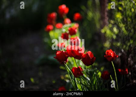 Détails de faible profondeur de champ (mise au point sélective) avec tulipes rouges lors d'une journée de printemps ensoleillée. Banque D'Images