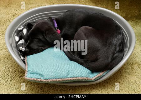 Chiot Labrador femelle noir de trois mois dormant dans un panier à l'intérieur de la maison Banque D'Images