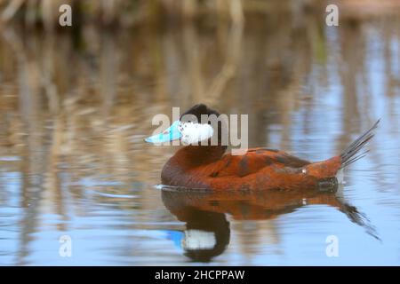 Gros plan d'un canard nageant pendant la journée Banque D'Images