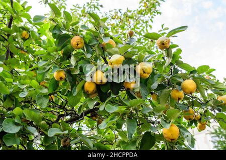 Beaucoup de grands quinces jaunes et feuilles vertes fraîches mûres sur les brunches d'arbre dans un verger en automne ensoleillé, photographiés avec une attention sélective Banque D'Images