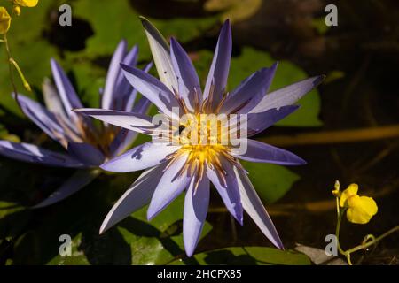 Fleur pourpre de l'espèce Nymphaea nouchali, ou nénuphars, sur le point d'être pollinisée par une abeille ou un insecte volant, dans un étang d'eau de pluie au Cambodge, Sout Banque D'Images