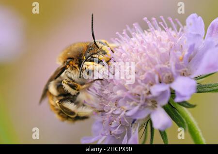 Laine Carder Bee, Anthidium manucatum, sur la fleur de Scabous Banque D'Images