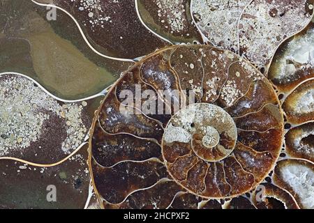 Il s'agit de mollusques fossiles préhistoriques appelé ammonite, une espèce d'animal marin. Banque D'Images