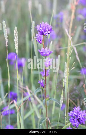 Fleurs de Bellflower en grappes, Campanula glomerata, plante sauvage de Finlnad Banque D'Images