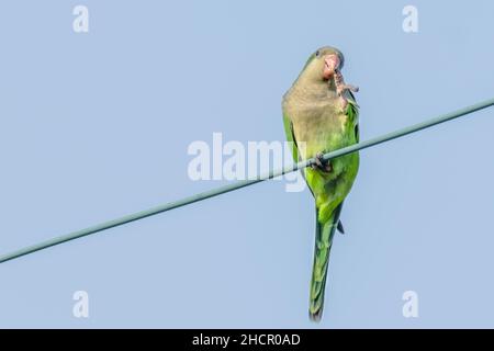 Monk parakeet posant avec griffe à bec tout en perchée sur un fil à la Nouvelle-Orléans, LA, Etats-Unis Banque D'Images