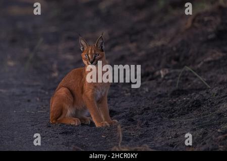 Caracal - Madikwe Game Reserve Banque D'Images