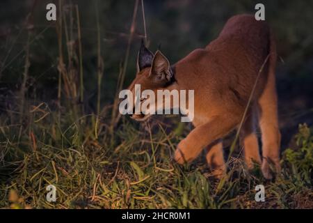 Caracal - Madikwe Game Reserve Banque D'Images