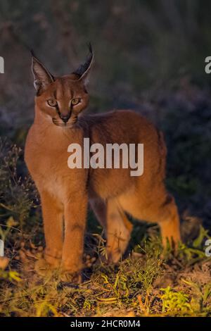 Caracal - Madikwe Game Reserve Banque D'Images