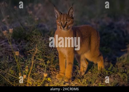 Caracal - Madikwe Game Reserve Banque D'Images