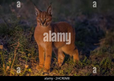 Caracal - Madikwe Game Reserve Banque D'Images