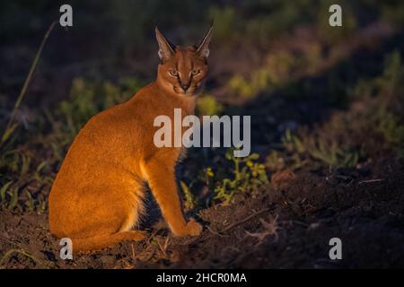 Caracal - Madikwe Game Reserve Banque D'Images