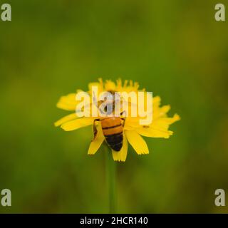 Abeille ouvrière collectant le pollen d'un pissenlit jaune en fleur.Macro gros plan. Banque D'Images