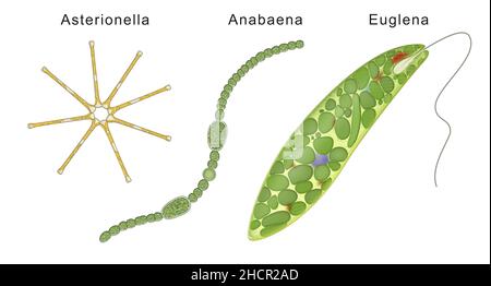 Trois types d'algues : Asterionella, Anabaena, Euglena Banque D'Images
