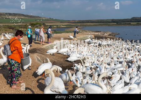 Angleterre, Dorset, Abbotsbury, visiteurs qui nourrissent un bon nombre de cygnes muets à la cygne d'Abbotsbury Banque D'Images