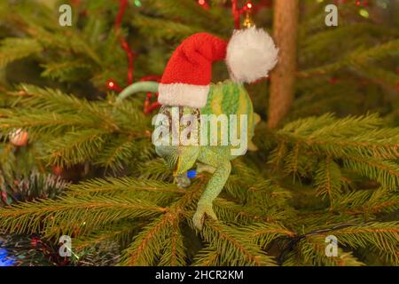 Le caméléon voilé (Chamaeleo calyptratus) dans une casquette rouge est assis sur un arbre de Noël.Le caméléon de la casquette du Père Noël se trouve sur l'arbre de noël. Banque D'Images