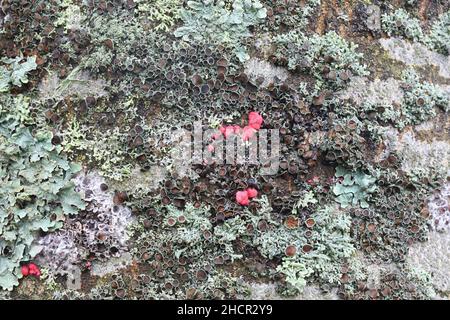 Divers lichens épiphytes poussant sur le tronc des cendres européennes En Finlande Banque D'Images