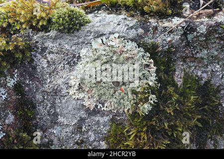 Xanthoparmelia conspersa, communément connu sous le nom de bouclier rocailleux à grains de poivre, un lichen qui pousse sur la surface rocheuse en Finlande Banque D'Images