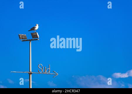 Mot, signe ou signal SUD avec flèche écrite sur fond bleu ciel avec mouette regardant dans la même direction Banque D'Images