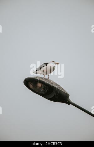 Mouette gourmande assise sur un lampadaire au milieu de la ville de Tromso, dans le nord de la Norvège.Le drôle d'oiseau de plousse regarde autour où il vole. Banque D'Images