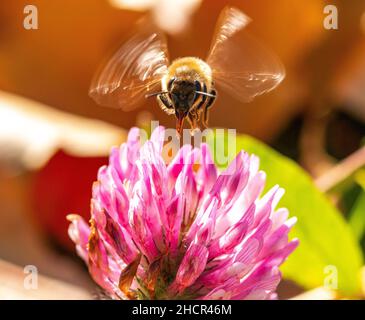 Gros plan d'une abeille occidentale sur un trèfle rouge dans un jardin sous la lumière du soleil Banque D'Images