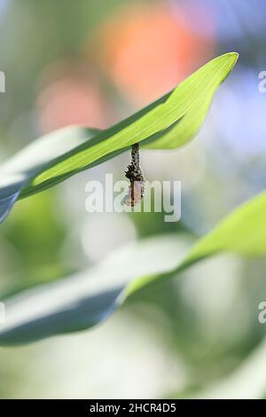 Chrysomela populi, connue sous le nom de coléoptère de feuilles de peuplier, larve se transformant en pupe dans un processus appelé la marilation Banque D'Images