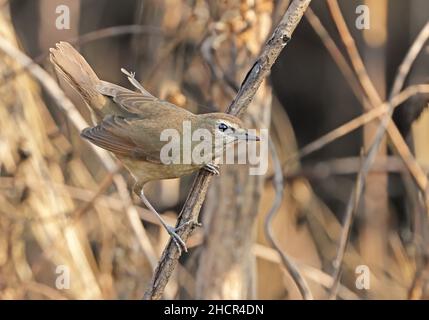 Le rubis sibérien est un petit oiseau de passereau décrit pour la première fois par Peter Simon Pallas en 1776. Banque D'Images