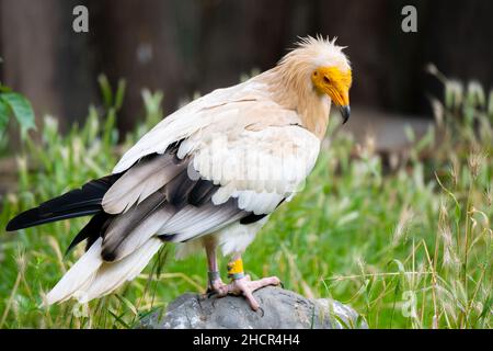 Vue rapprochée de la vautour égyptienne Banque D'Images