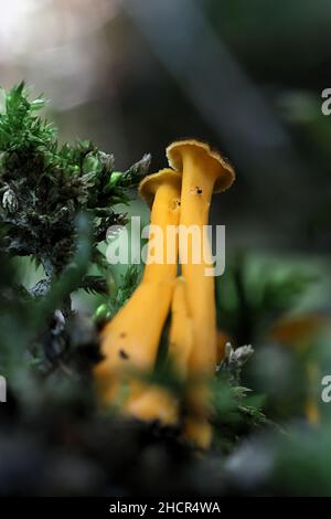 Craterellus lutescens, également connu sous le nom de Cantharellus lutescens, communément appelé pied jaune ou Chanterelle dorée, champignon sauvage de Finlande Banque D'Images